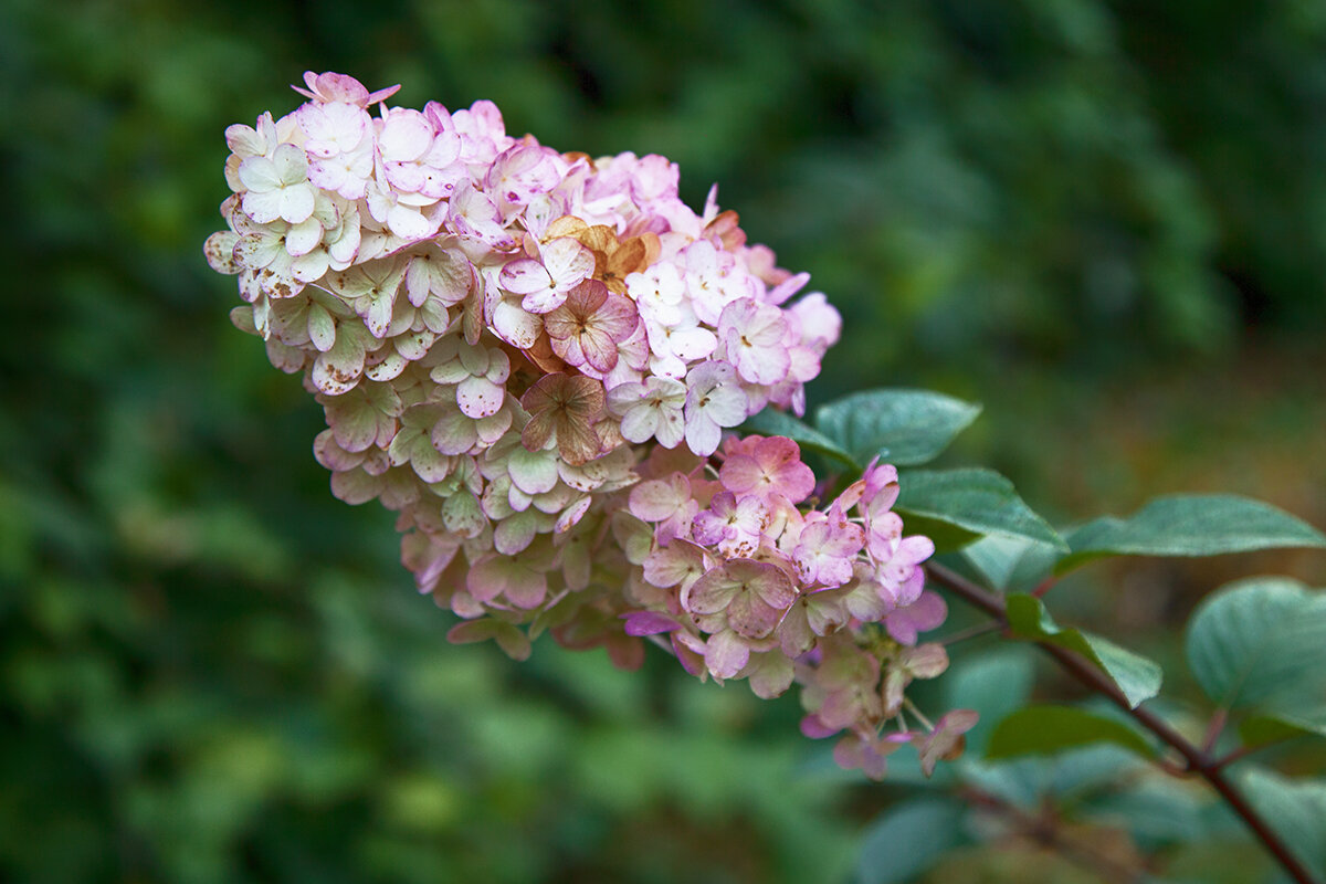 Гортензия осенняя. - Лилия * Гортензия осенняя. - Лилия *