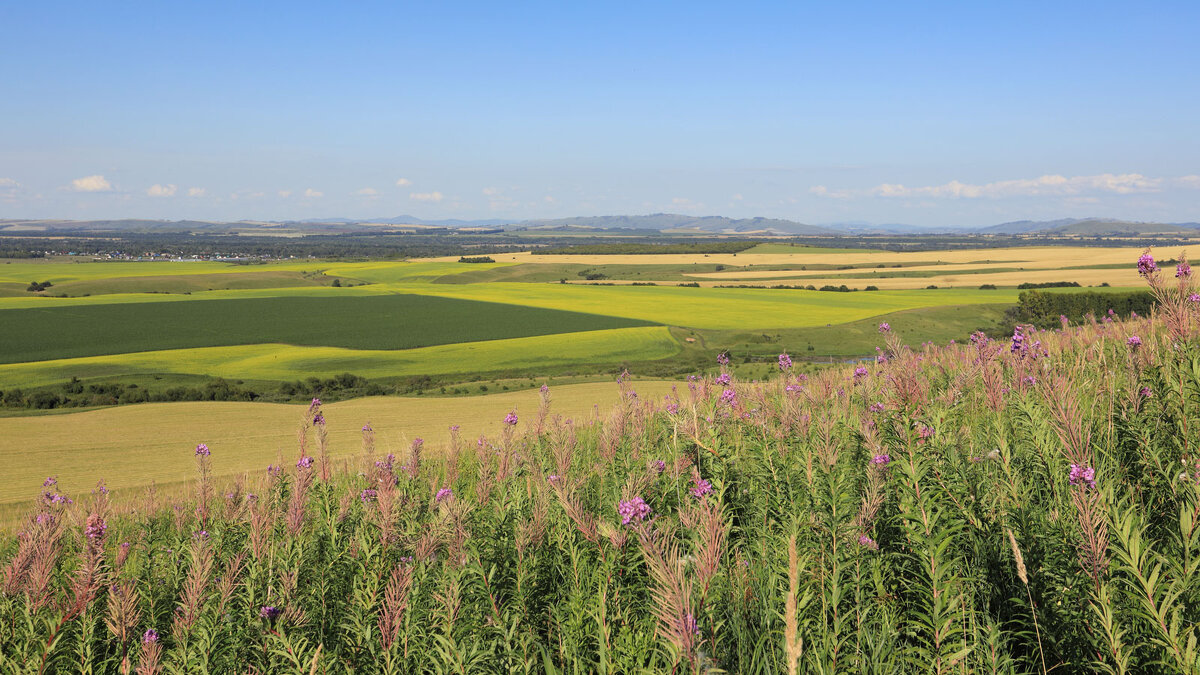 Алтай... - владимир 