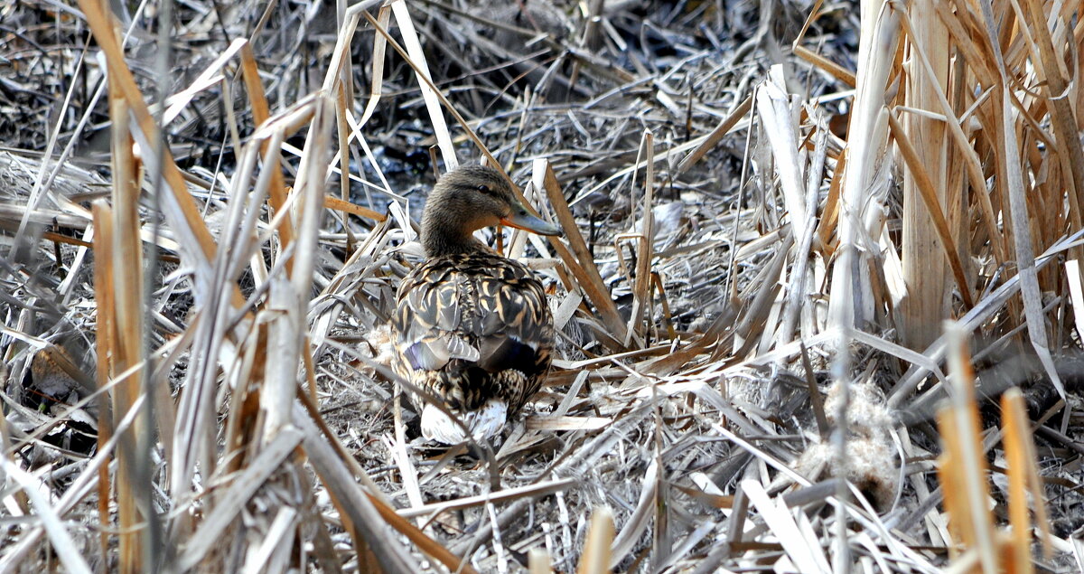 Посадка на гнездо.... - Анатолий Анищик Посадка на гнездо.... - Анатолий Анищик