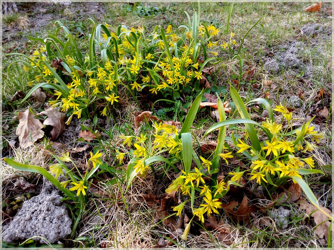 Вот и гусиный лучок порадовал ☼ - Лия ☼ Вот и гусиный лучок порадовал ☼ - Лия ☼