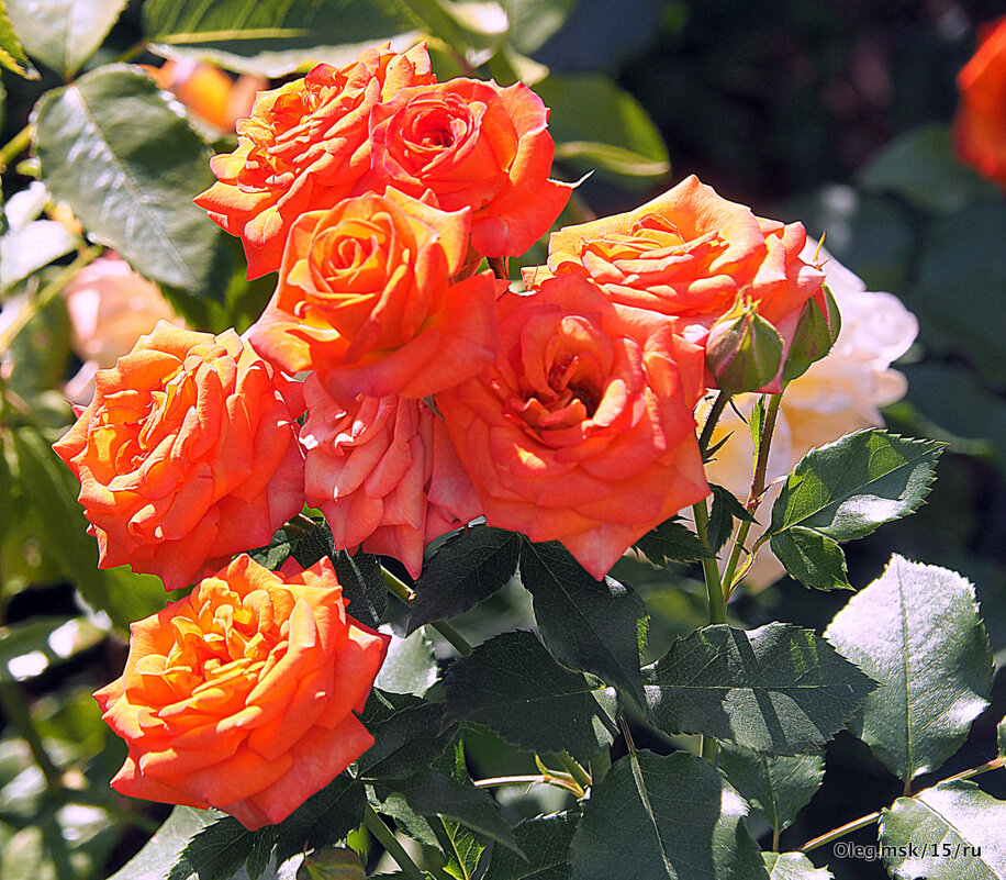 они на радость нам даны - Олег Лукьянов они на радость нам даны - Олег Лукьянов