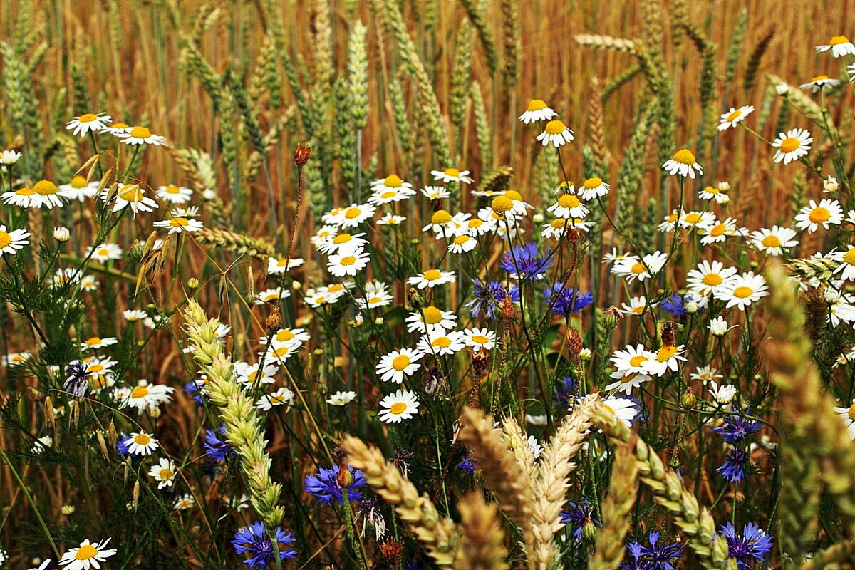 ...всполье... - Александр Герасенков