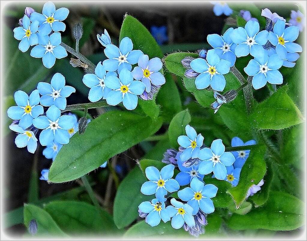 Незабудки - Наталья ***