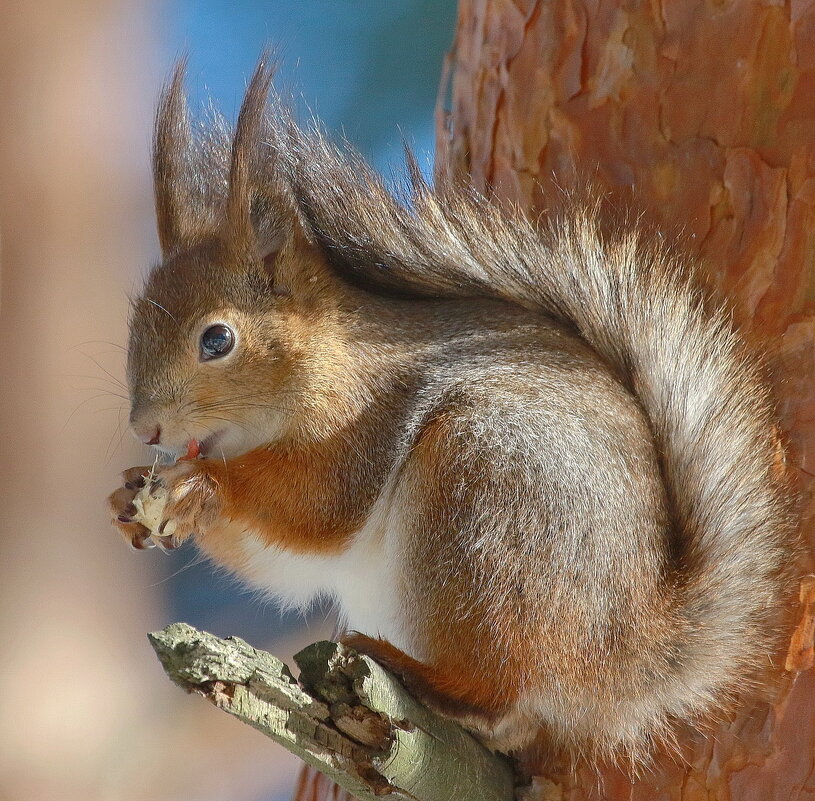 весеннее лакомство... - Andrey Bragin 