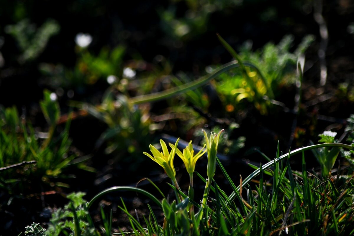 Весна пришла - Татьяна Евдокимова
