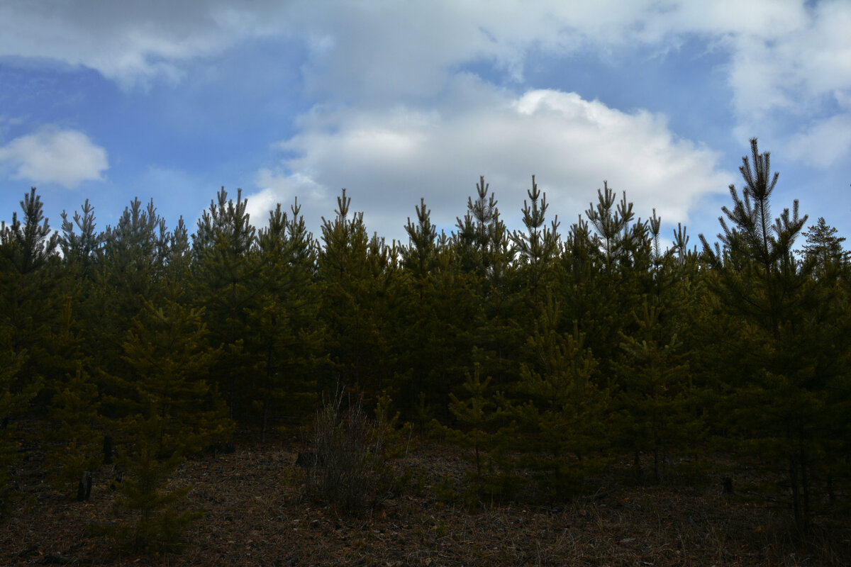 *** - Наталья Покацкая