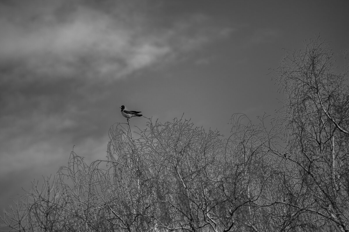 вАрон чб... - Константин Сафронов