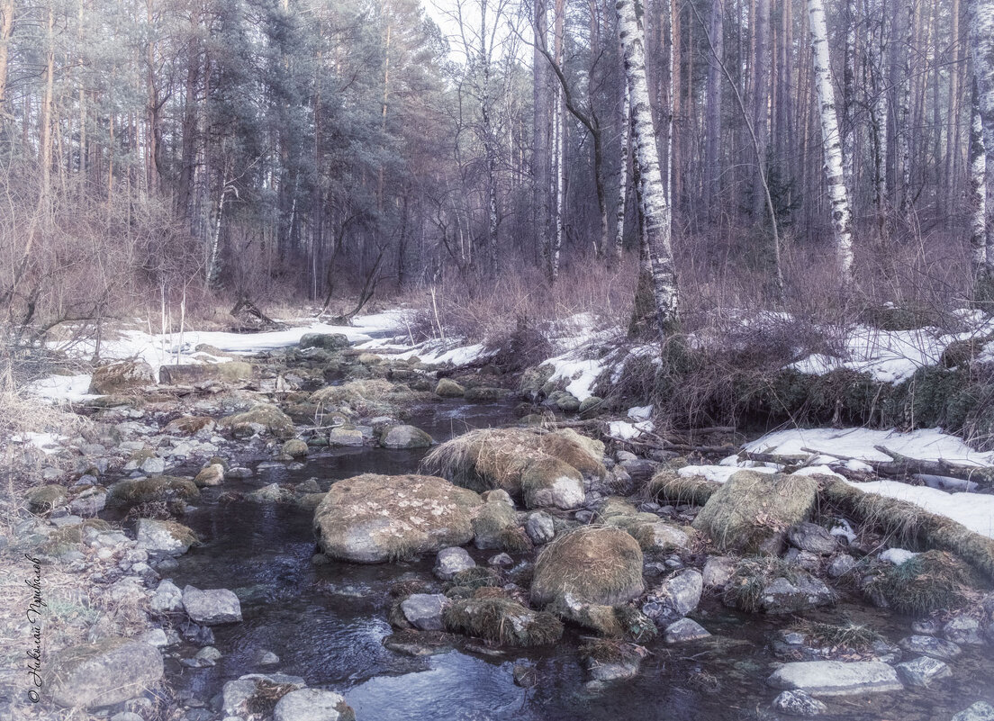Тишина весеннего леса. - Николай Привалов