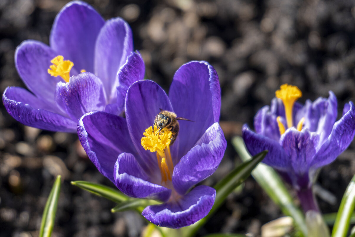 Первоцветы - Сергей Ц
