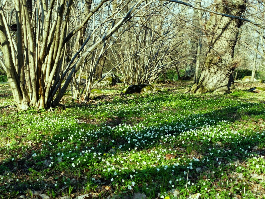 Зацветает Ветреничка дубровная - Aida10 Зацветает Ветреничка дубровная - Aida10