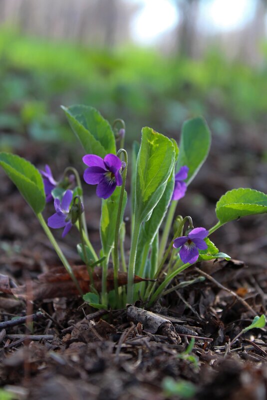 Первоцветы - Tina Kott