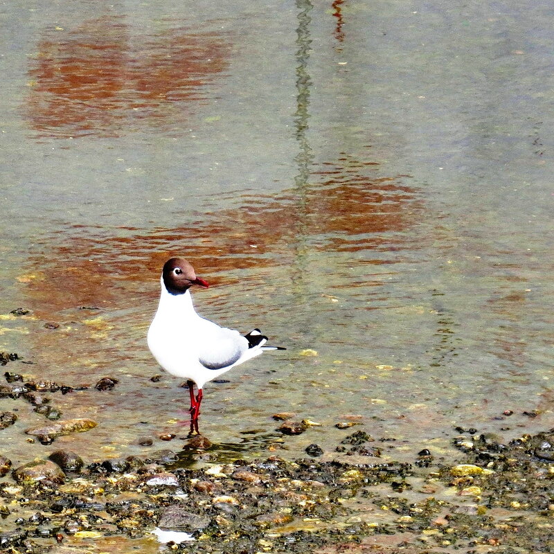 грация - shasha1950 