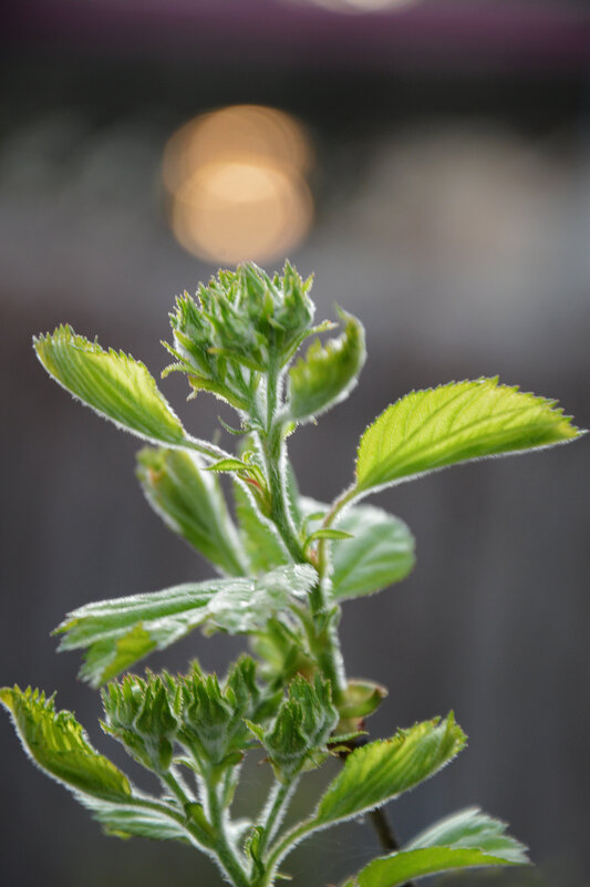 На закате...боярышник, скоро зацветёт... - Надежда Куркина На закате...боярышник, скоро зацветёт... - Надежда Куркина