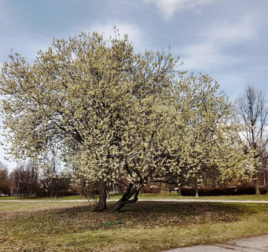 Весеннее - Nataly St. 