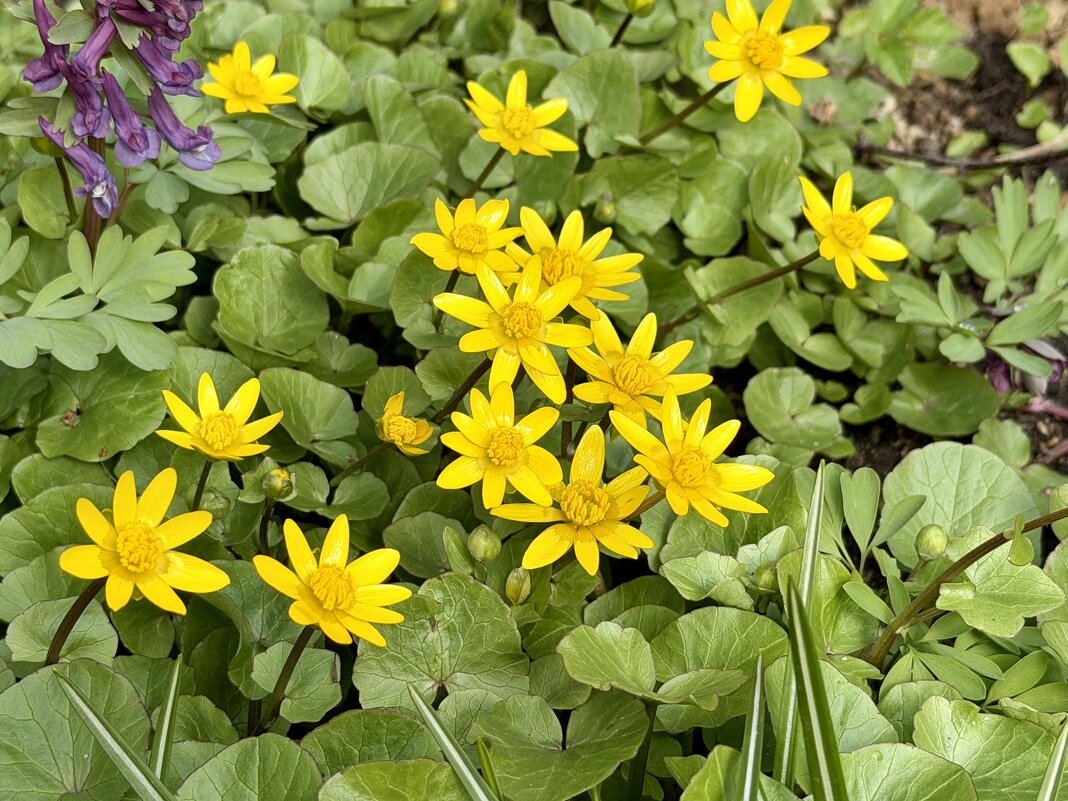 Весна в жёлтом. - Pippa 