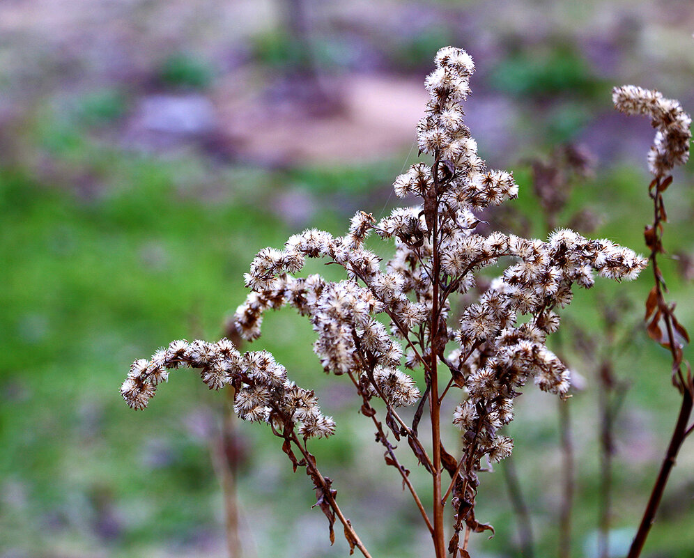 Золотарник, переживший зиму - Светлана 