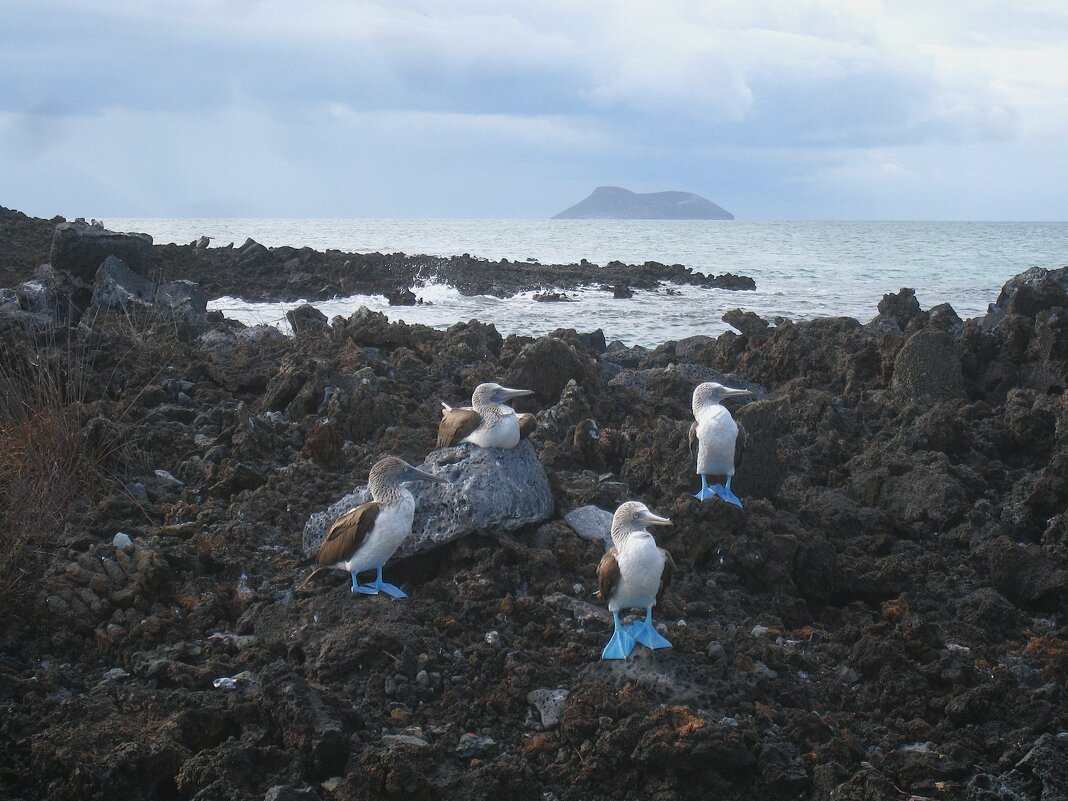 А ножки у них голубые. - unix (Илья Утропов) А ножки у них голубые. - unix (Илья Утропов)