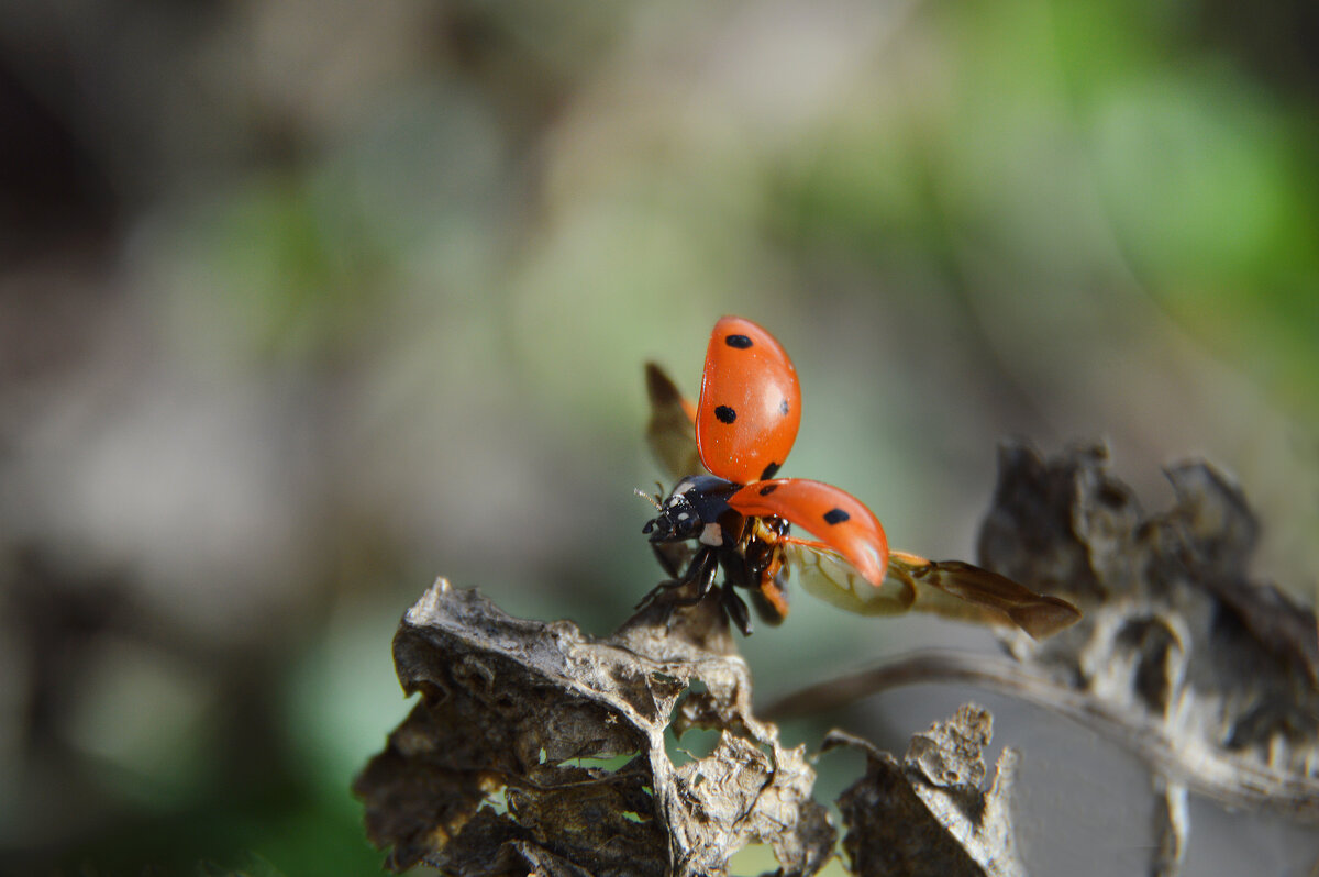 Расправила крылья....готова к полёту... - Надежда Куркина Расправила крылья....готова к полёту... - Надежда Куркина