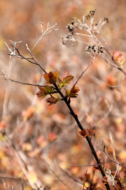 *** - Павленко Михаил 