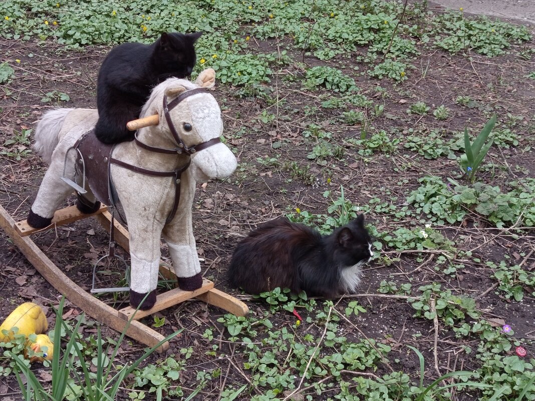 Наездница - Андрей Лукьянов Наездница - Андрей Лукьянов