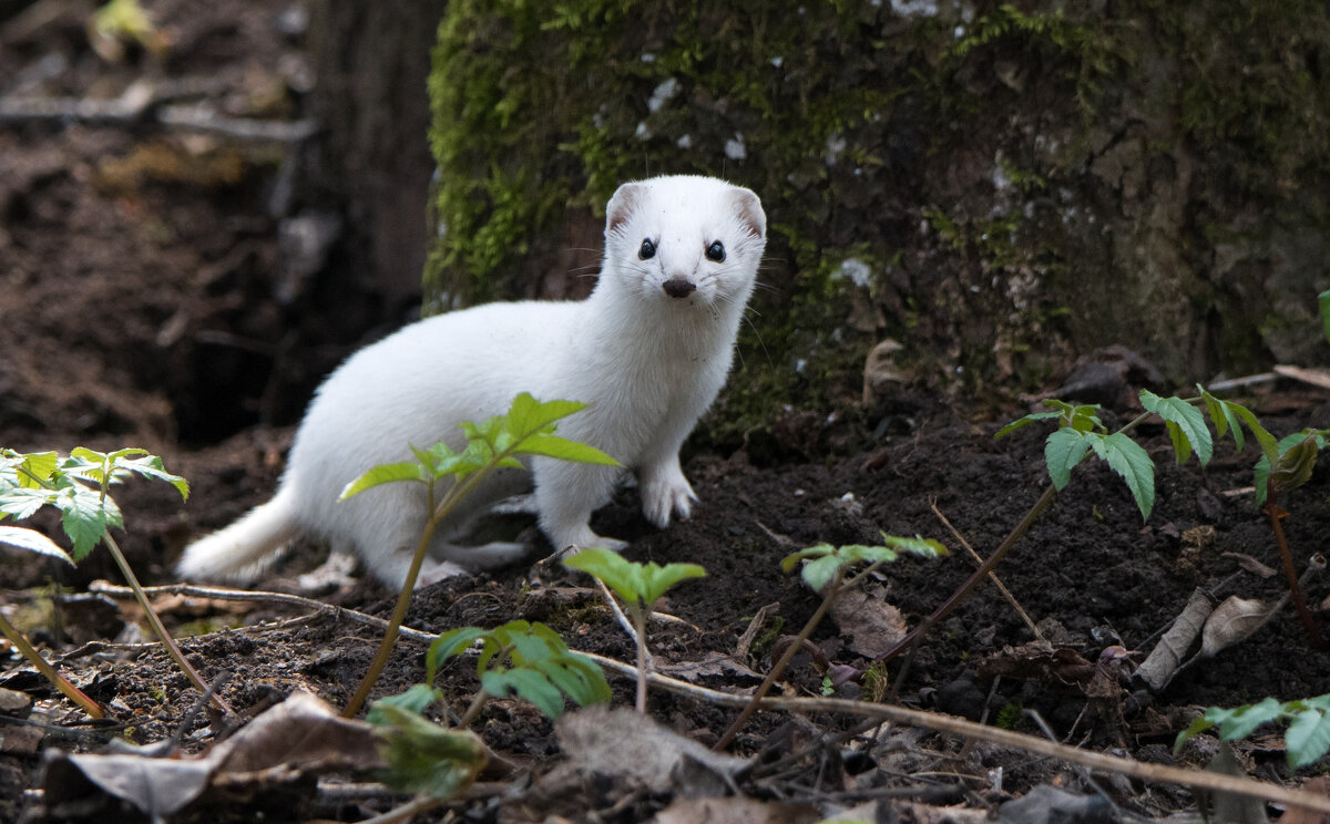Ласка - Владимир Безбородов
