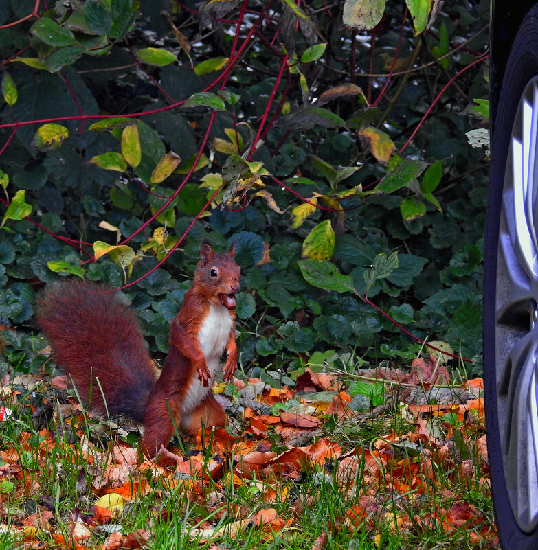 Куда прёшь?... - Valziwa 