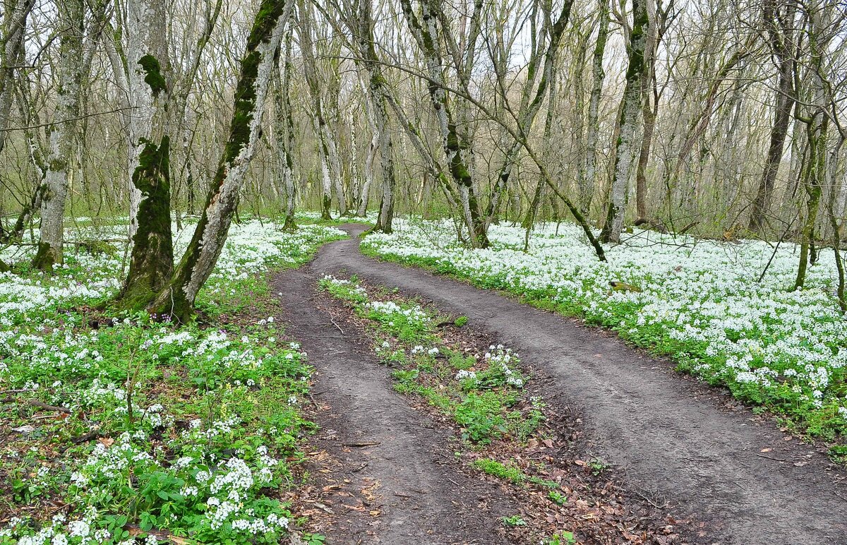 Весна. - Vladimir Lisunov