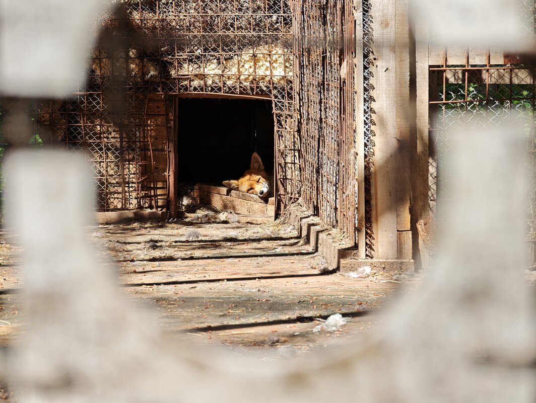 Зоопарк - Александр 