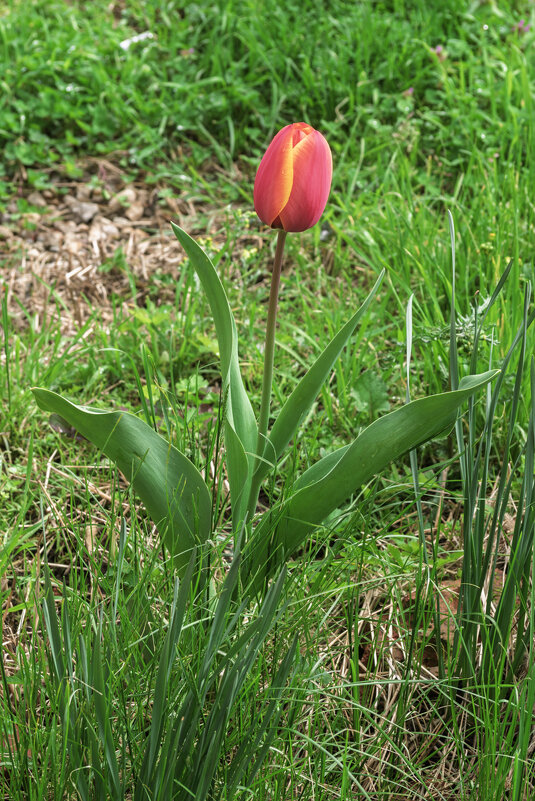 Тюльпан - Игорь Сикорский