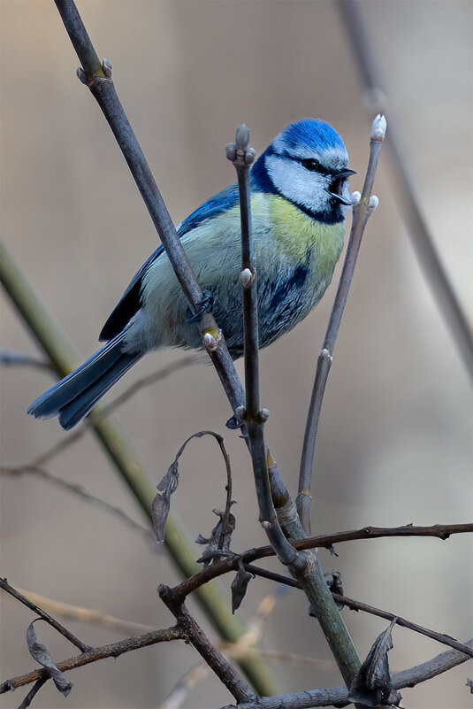 Синица - Michel 