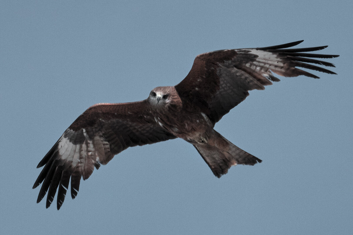 Black Kite (lineatus) - Yudong Liu