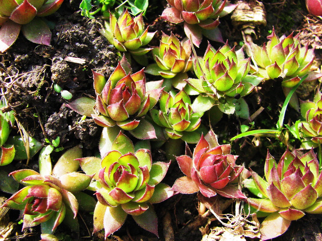 Молодило - Людмила Смородинская