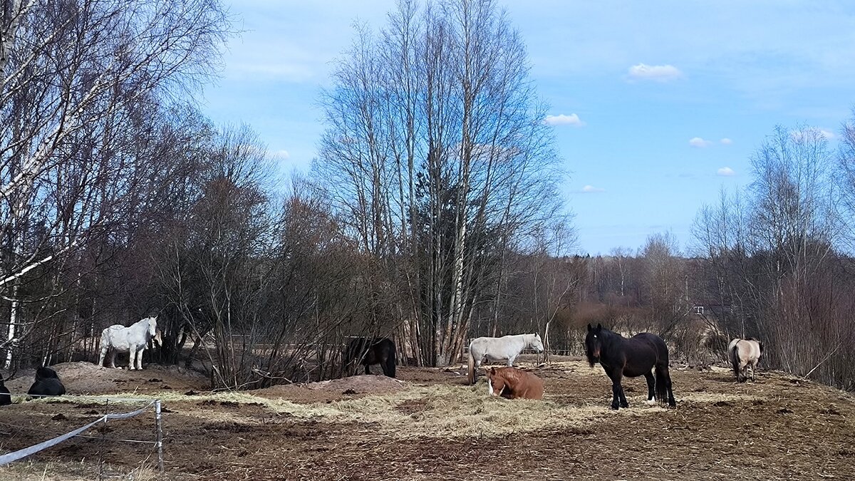Лошадки Яви Нави. - Ольга 