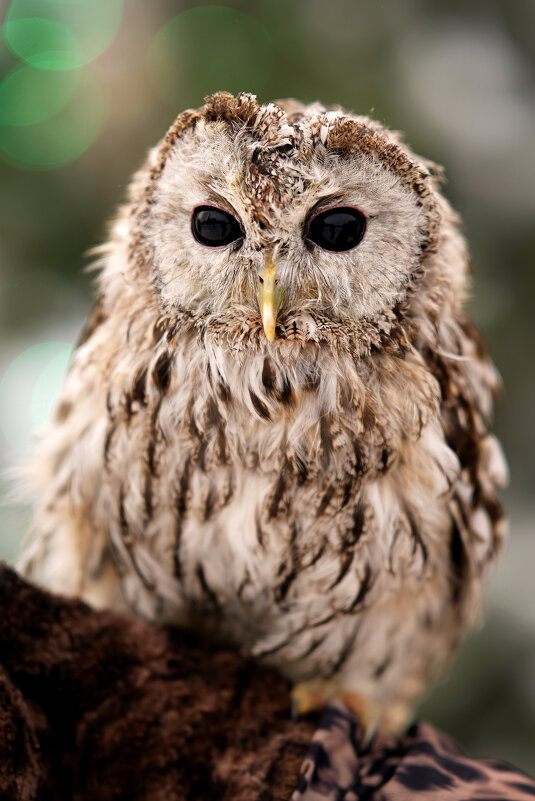 .. - Владимир Салапонов