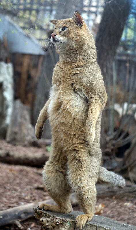 Зоопарк 14 апреляКамы - Михаил Бибичков