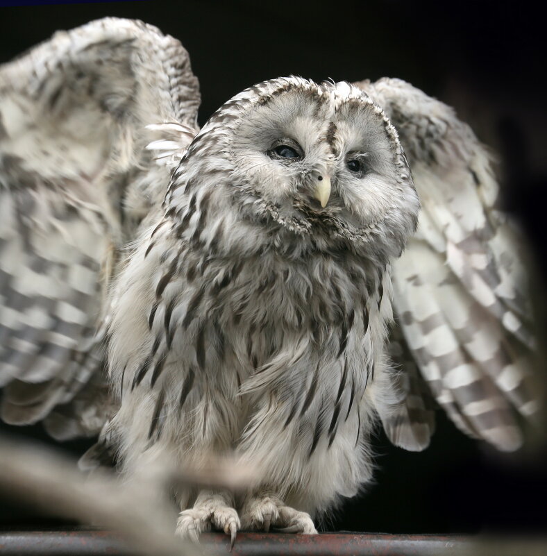 Неясыть - Михаил Бибичков