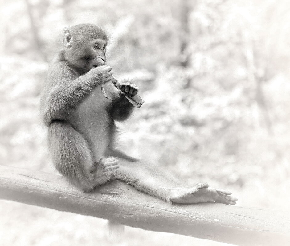 макак - Andrey Bragin 