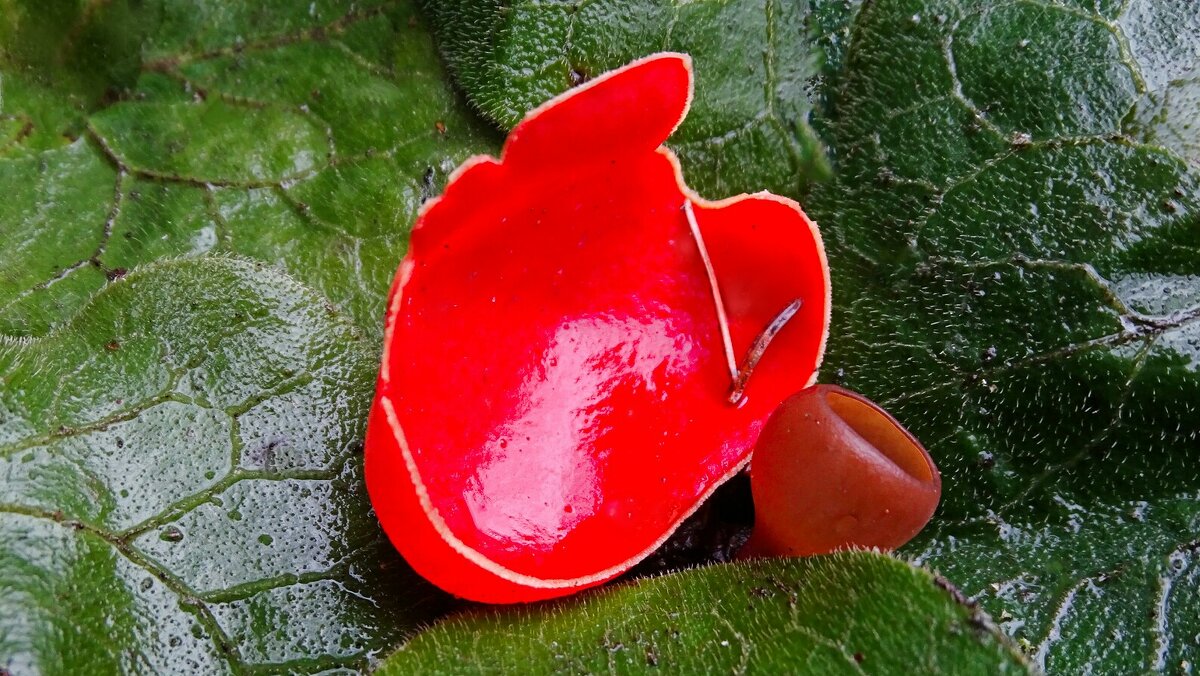 Гриб саркосцифа ярко красная. - Милешкин Владимир Алексеевич 