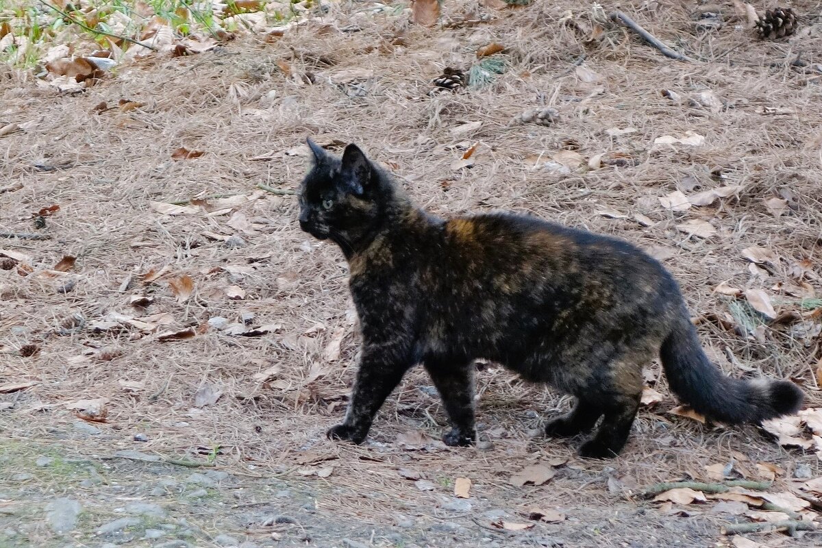 Мартовские кошки - Рита Симонова