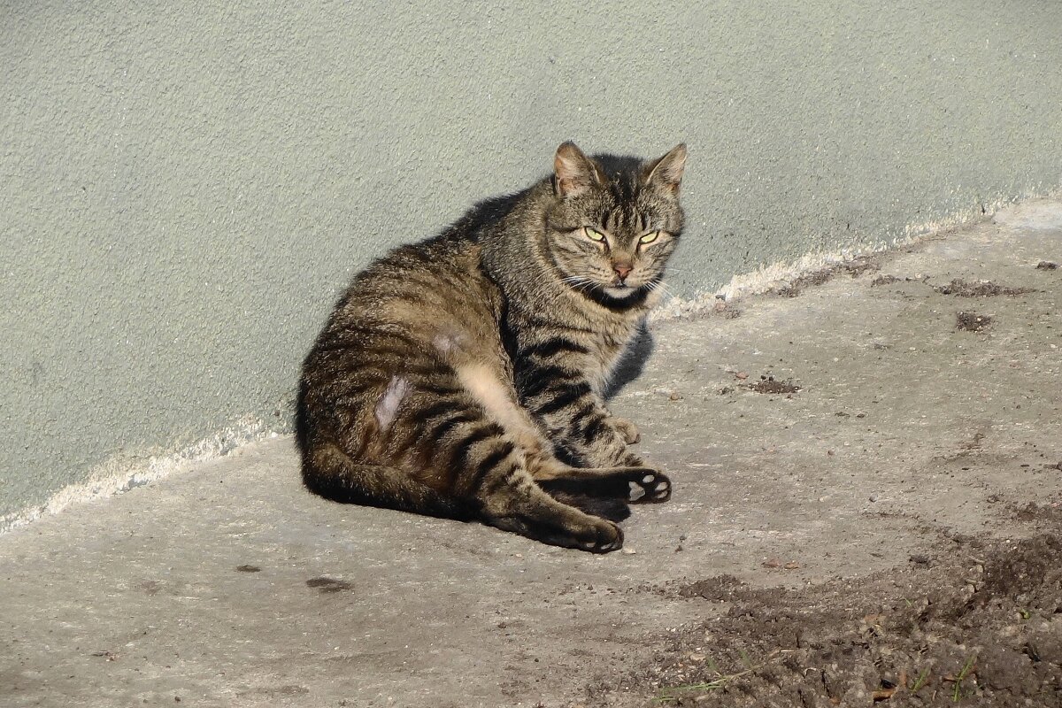 Мартовские кошки - Рита Симонова