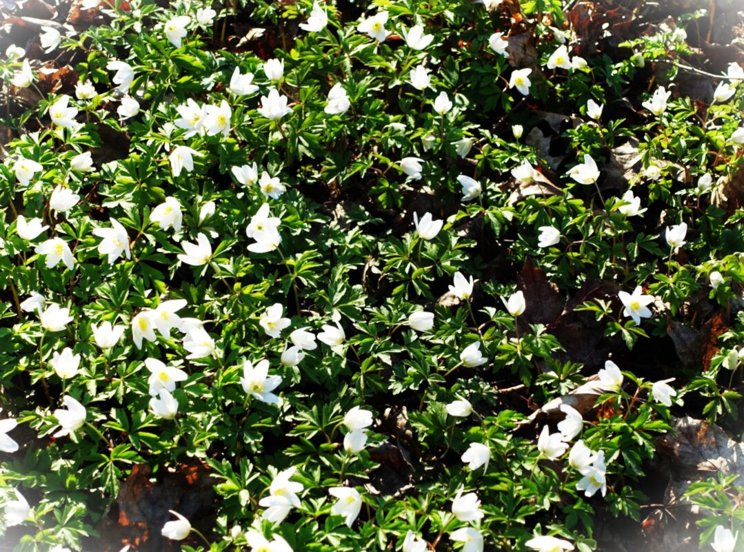 Раскрылась на солнце Ветреничка дубравная - Aida10 