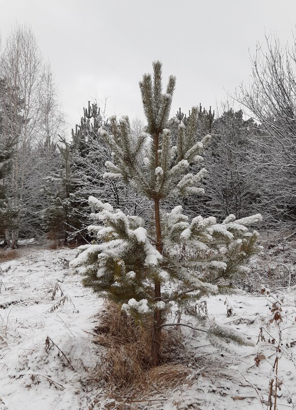 И снова выпал снег... - Галина Минчук