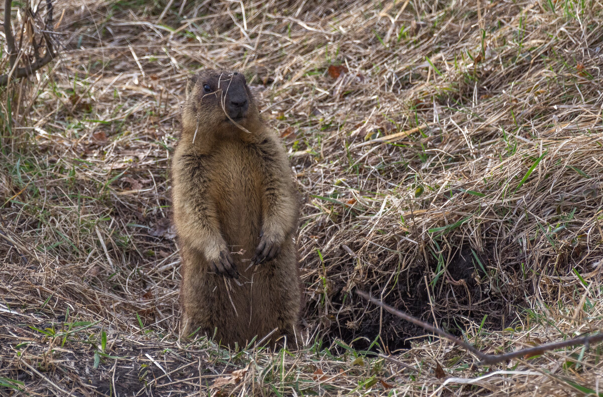 После зимней спячки - Наталья Димова