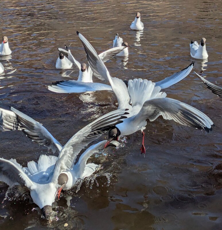 Апрельская суета - liudmila drake