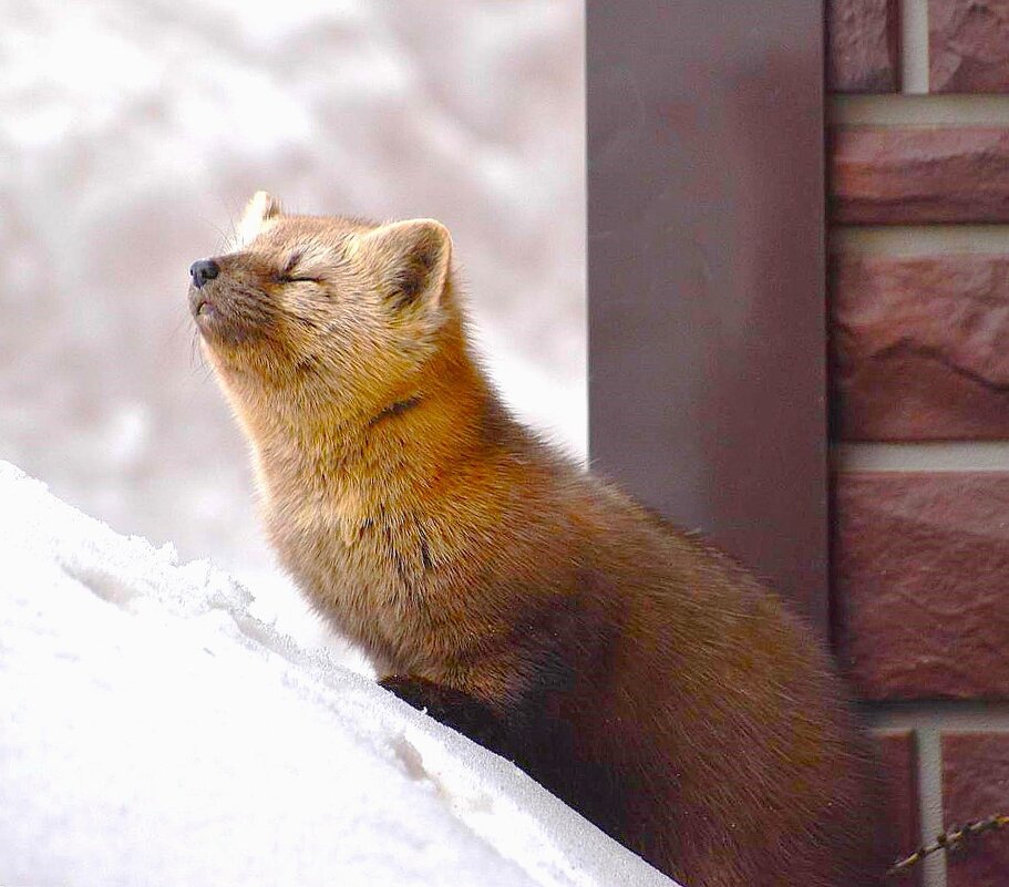 Соболёк - Василий 