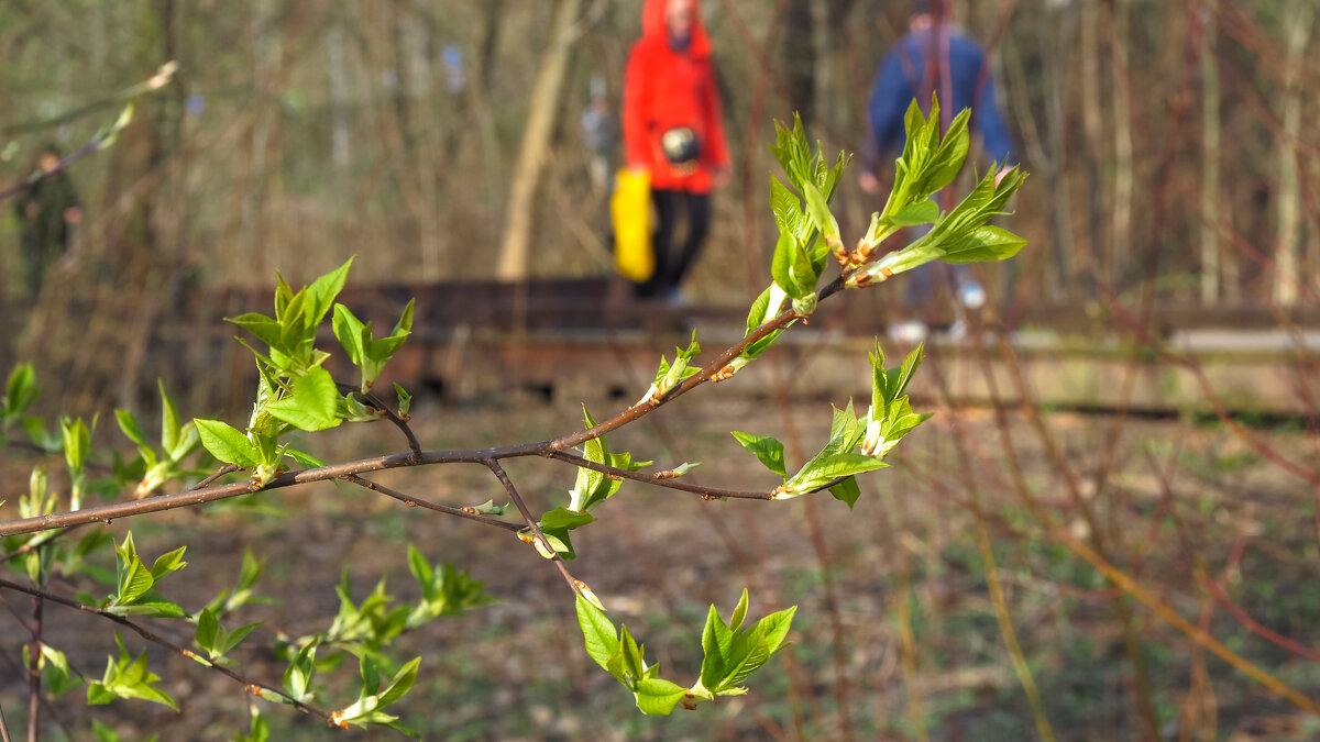 Весенняя Веточка - юрий поляков