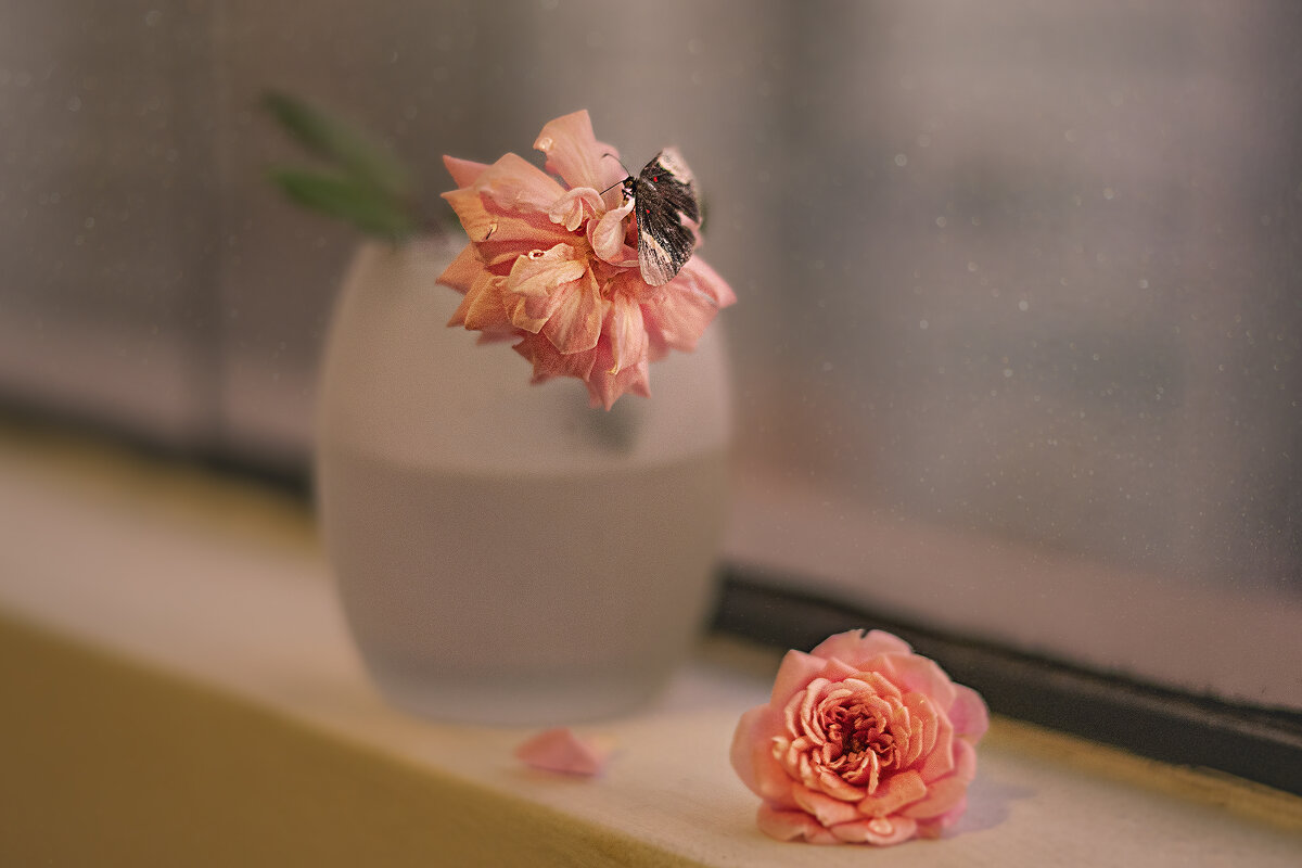 * - Svetlana Galvez * - Svetlana Galvez