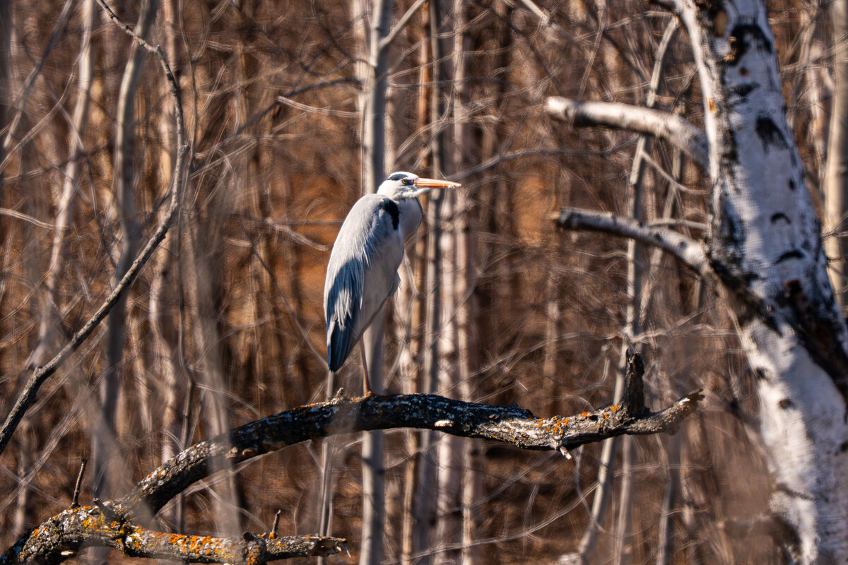 1 - Сергей Флетчер