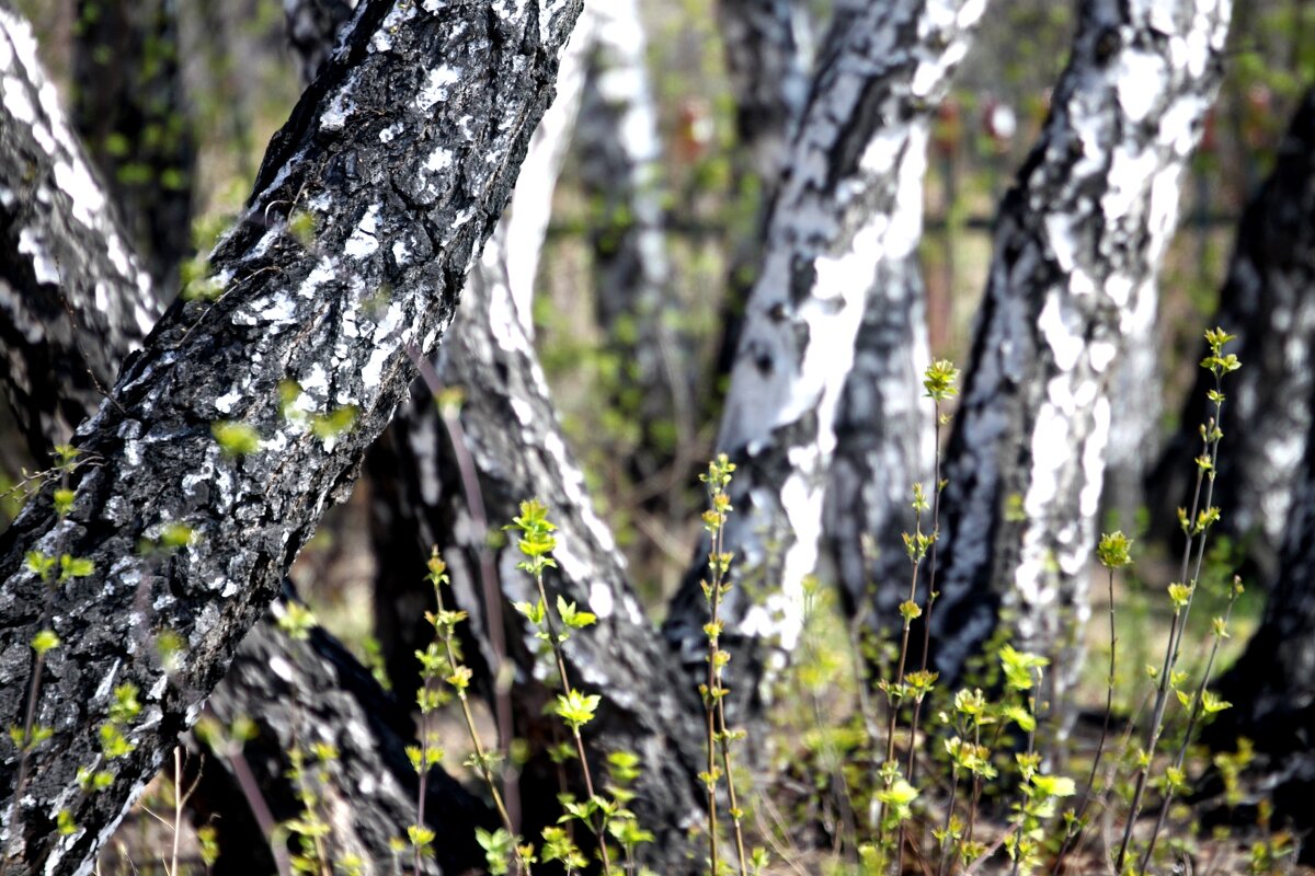 Березы в сквере - Savayr Березы в сквере - Savayr