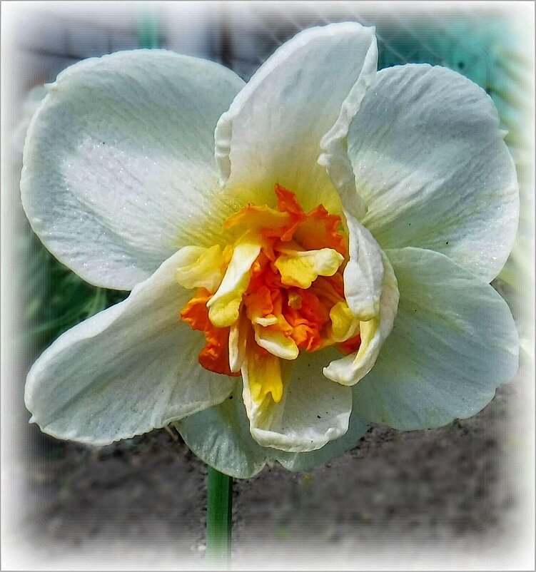 Нарцисс - Елена Сухорученкова